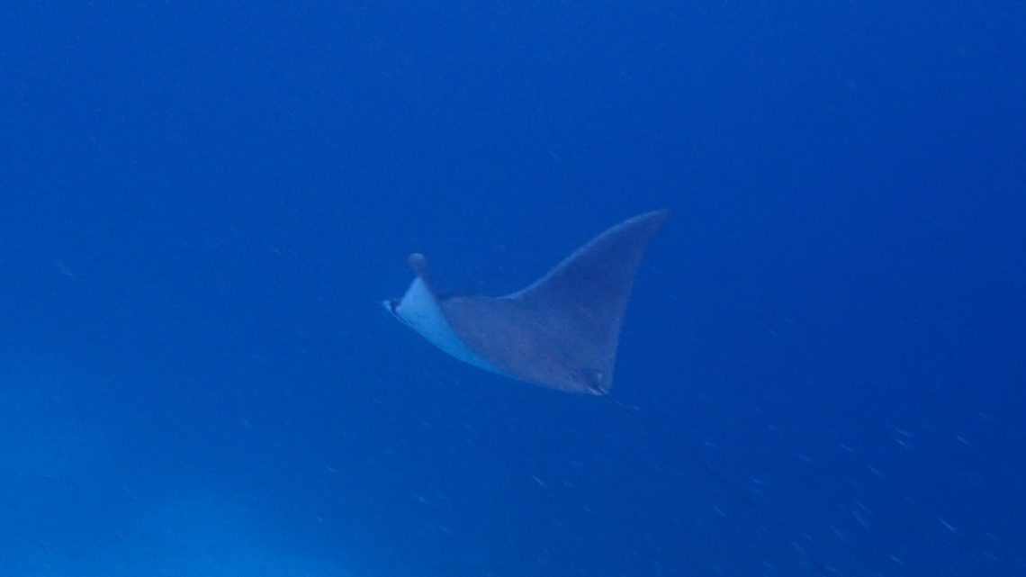 Snorkelling Sandy Island