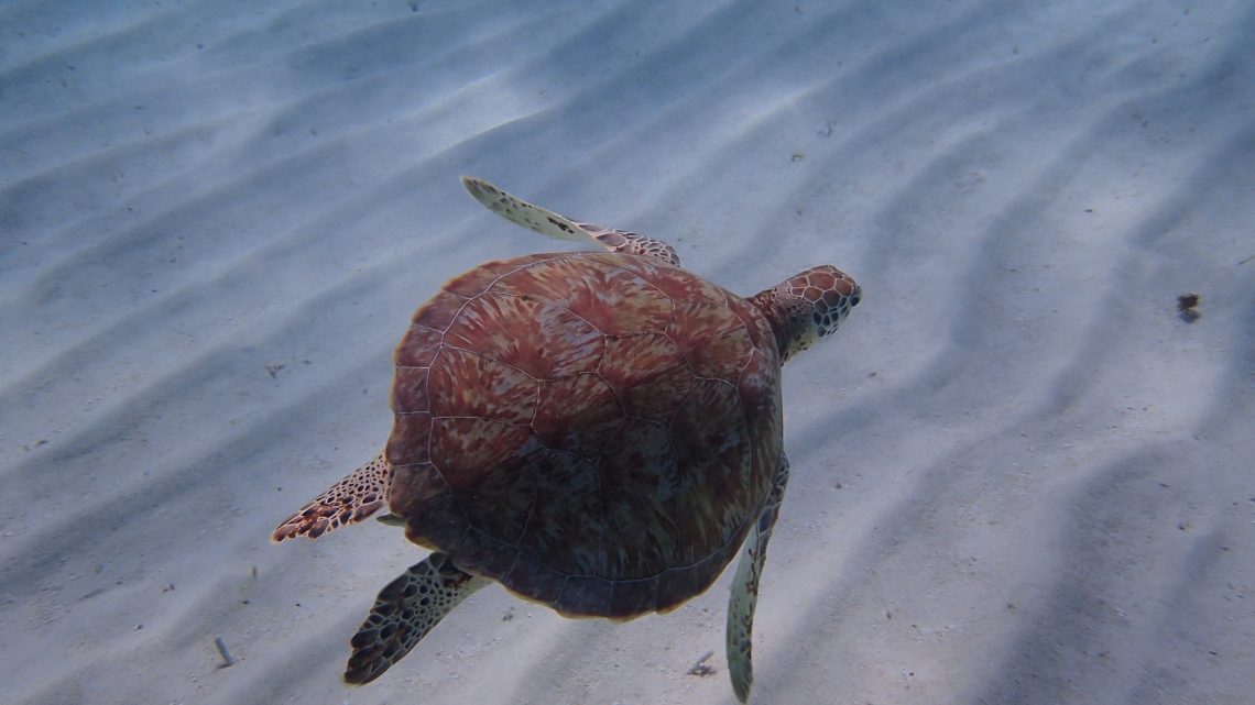 Tobago Cays ????