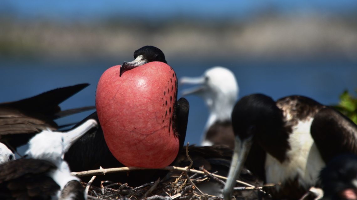 Frigate Bird Sanctuary